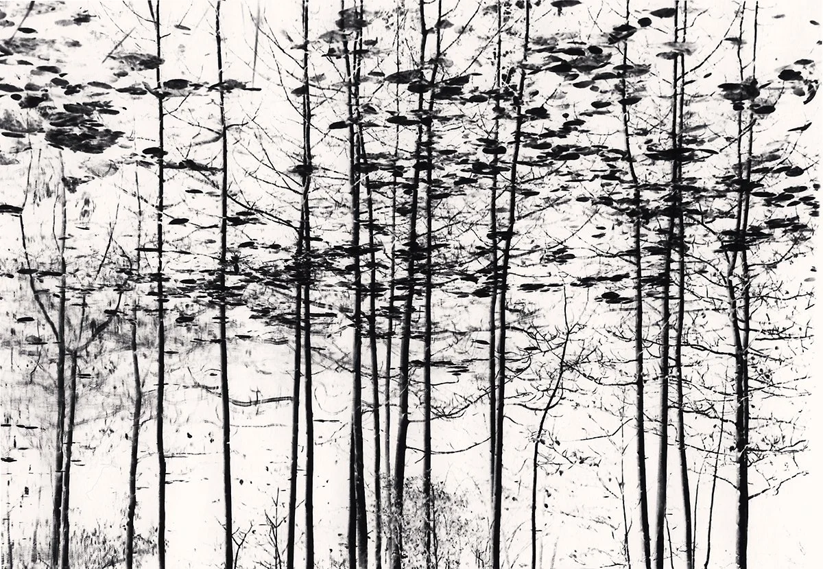 Michael Kenna: Trees, Yosemite, California, USA, 1977 — PDNB